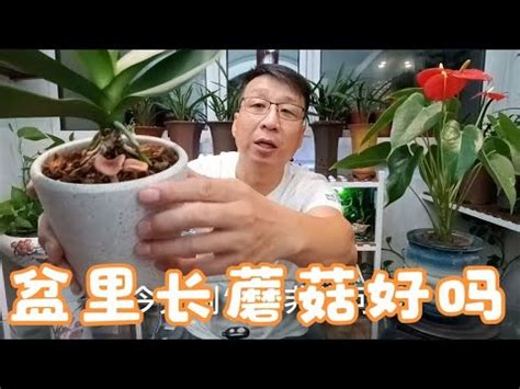 家裡長香菇風水|【盆栽長香菇風水】盆栽驚奇出現香菇！風水好壞大解。